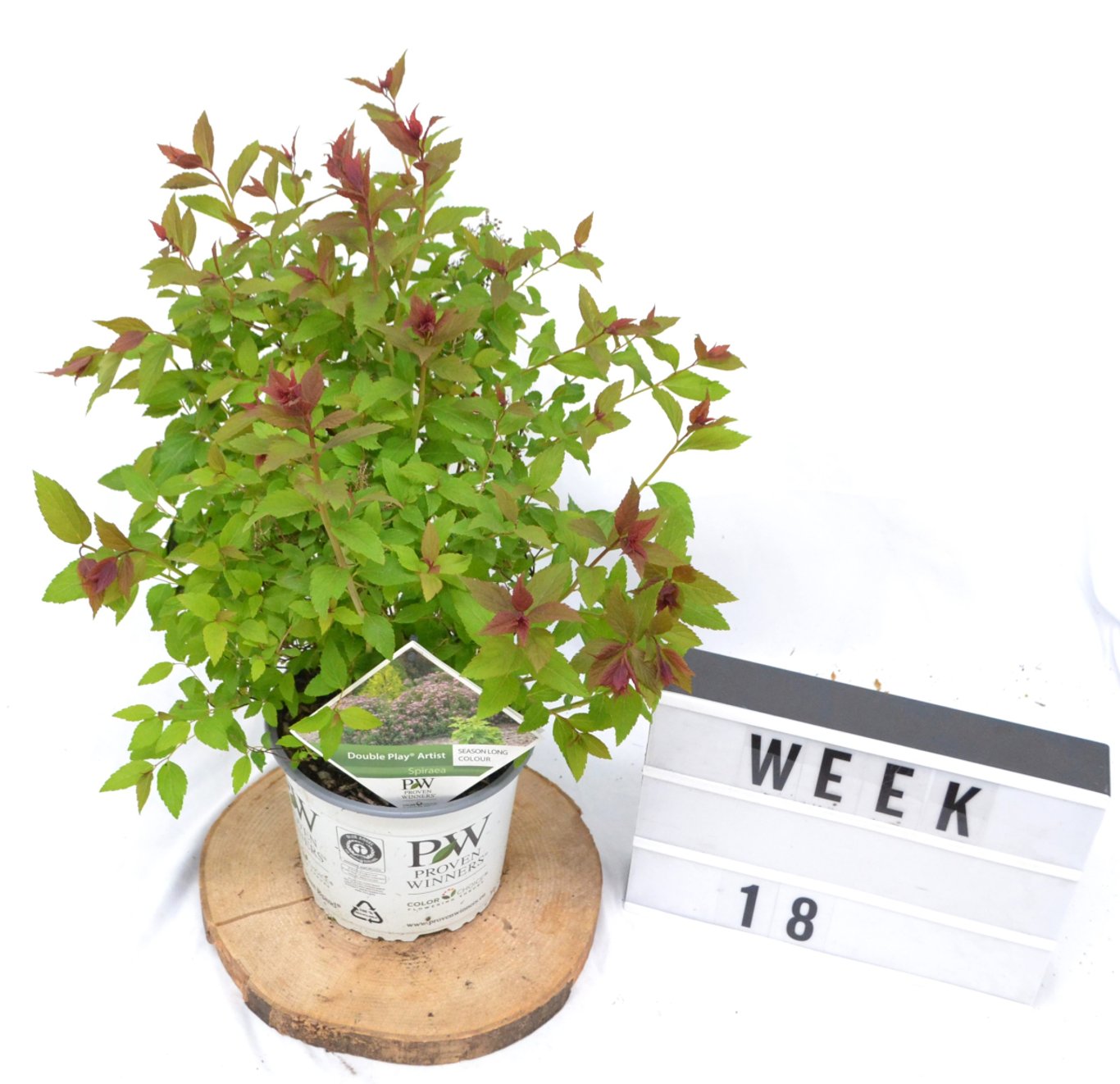 Spiraea jap. Double Play Artist - C3 20-40 CM